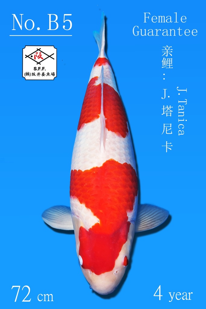 B05 阪井红白 72CM 四才 J.塔尼卡 雌性保证（附视频）