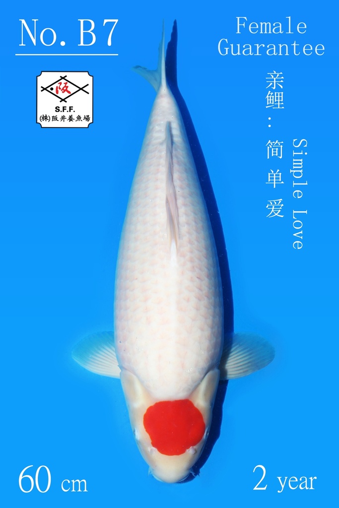 B07 阪井丹顶 60CM 二才 简单爱 雌性保证