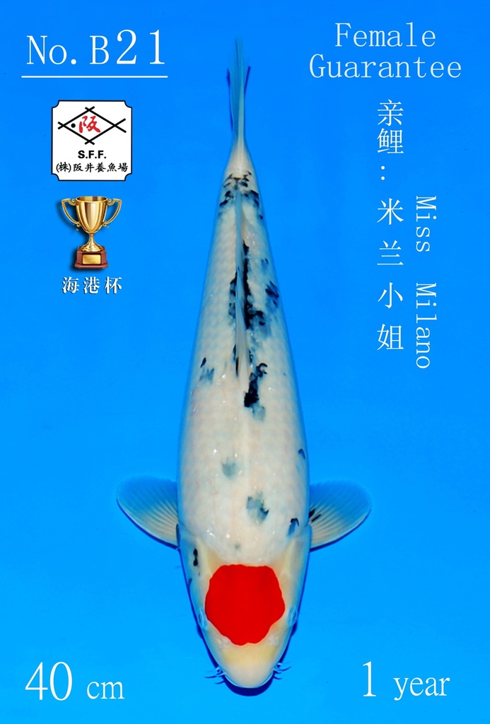 B21 阪井丹顶三色 41CM 当才 米兰小姐 雌性保证（附视频）