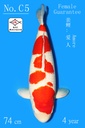 C05 阪井红白 74CM 四才 爱人 雌性保证