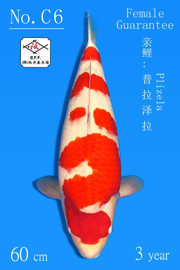 C06 阪井红白 60CM 三才 普拉泽拉 雌性保证（附视频）