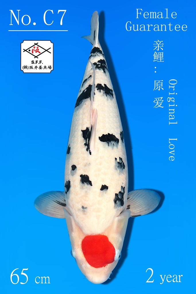 C07 阪井丹顶三色 65CM 二才 原爱 雌性保证