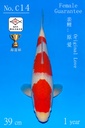 C14 阪井红白 39CM 当才 原爱 雌性保证（附视频）