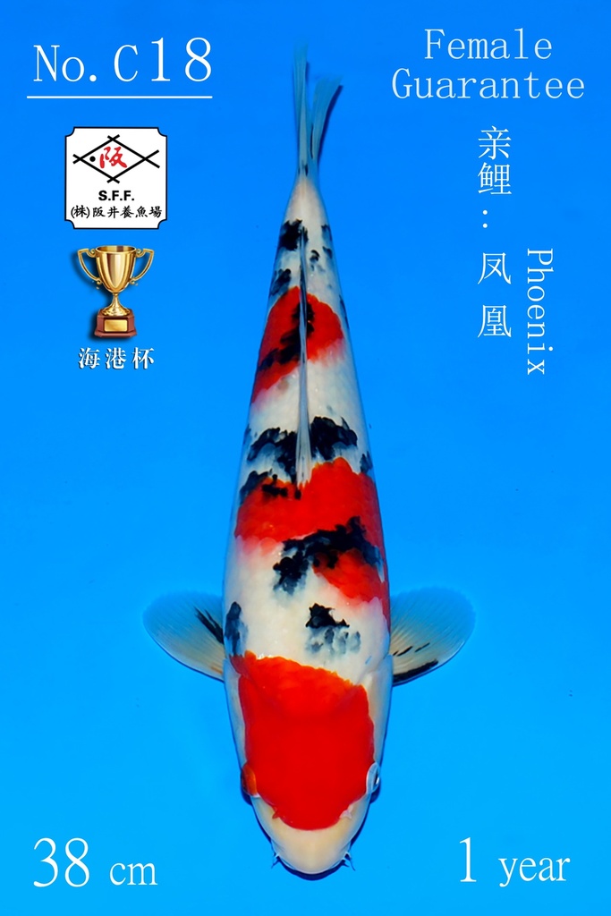 C18 阪井大正 43CM 当才 丝绸索尼克 雌性保证（附视频）