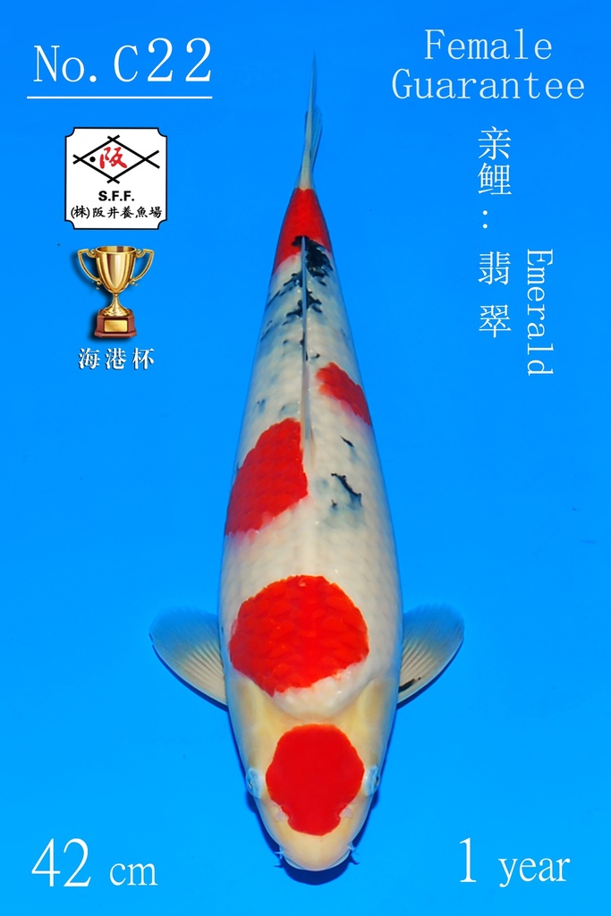 C22 阪井大正 42CM 当才 翡翠 雌性保证（附视频）