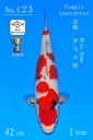 C23 阪井大正 42CM 当才 罗马小姐 雌性保证（附视频）