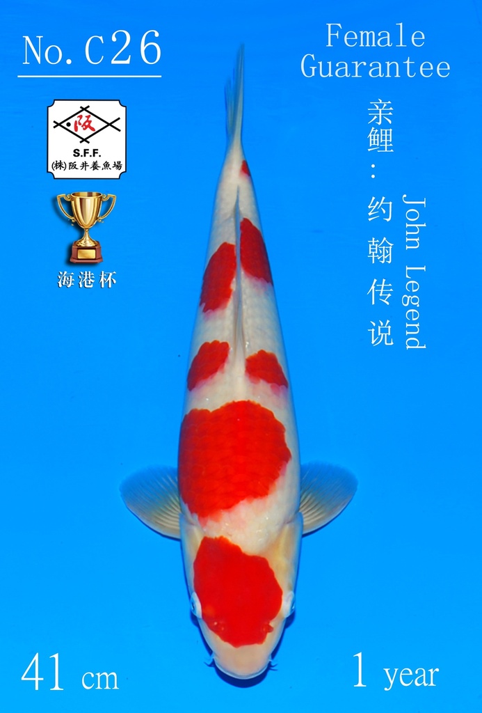 C25 阪井大正 42CM 当才 雌性保证（附视频）