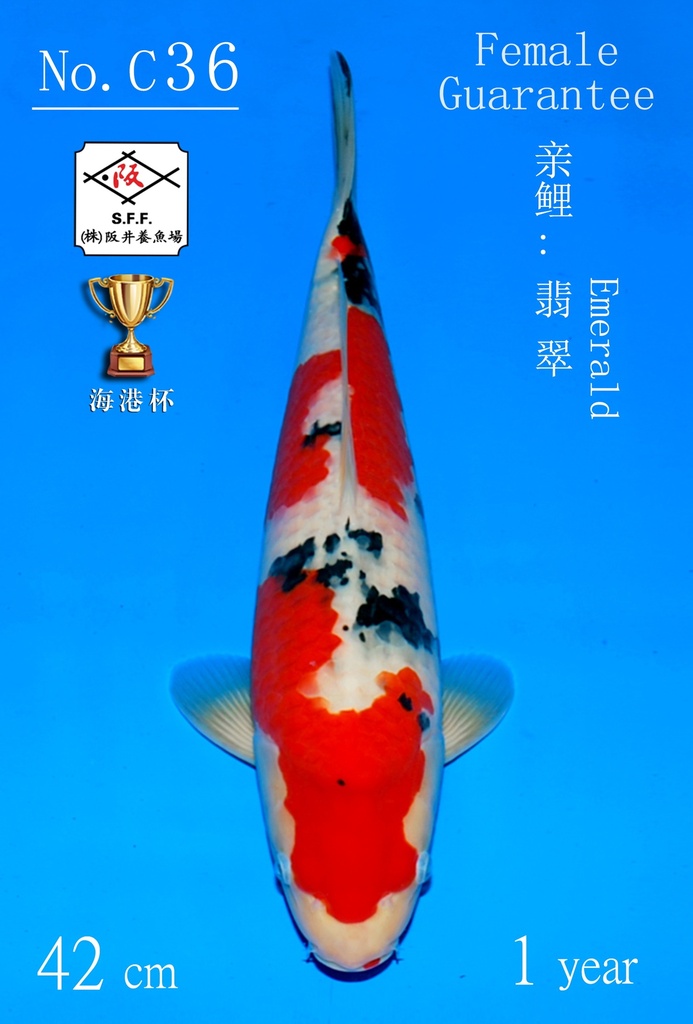 C36 阪井大正 42CM 当才 翡翠 雌性保证（附视频）