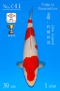 C41 阪井红白 39CM 当才 约翰传说 雌性保证（附视频）