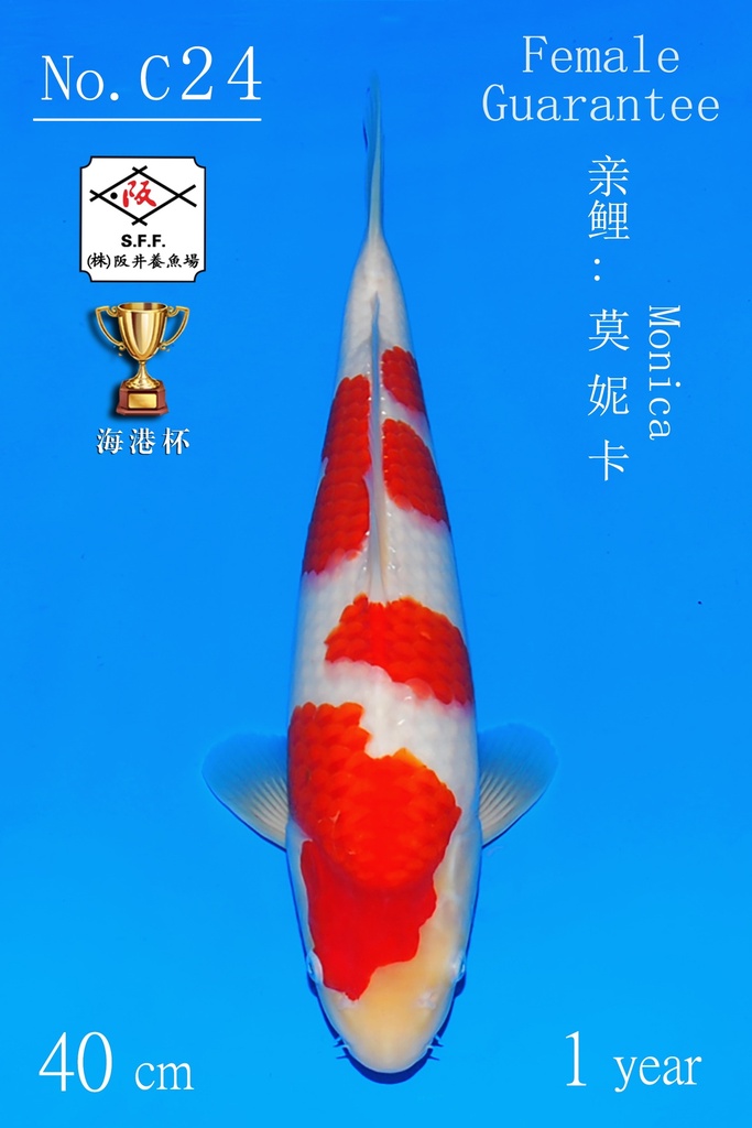 C24 阪井红白 40CM 当才 莫妮卡 雌性保证（附视频）