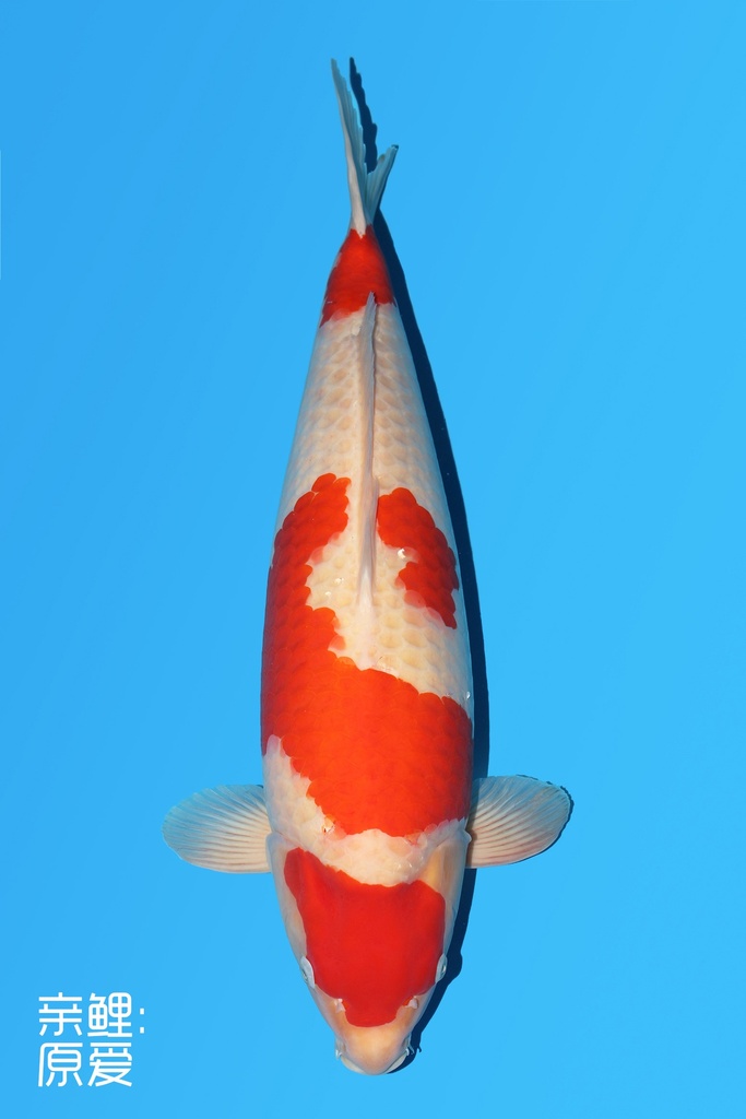 阪井产 红白 三才 70cm 雌性 340001