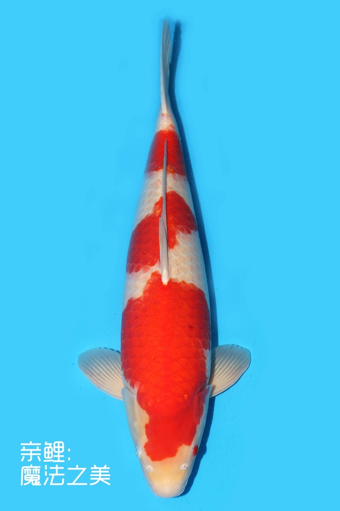 阪井产 红白 三才 70cm 雌性 340010