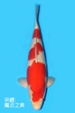 阪井产 红白 三才 70cm 雌性 340010