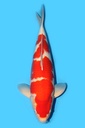桃太郎产 红白 三才 61cm 雌性 340014