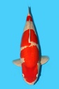 阪井产 红白 五才 70cm 雌性 340019