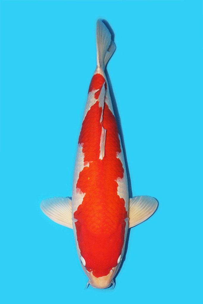 野上产 红白 四才 72cm 雌性 340009