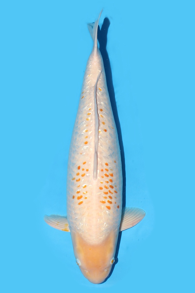 谷口产 玉米 三才 67cm 雌性 340007