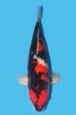 大日产 昭和 三才 67cm 雌性 340036