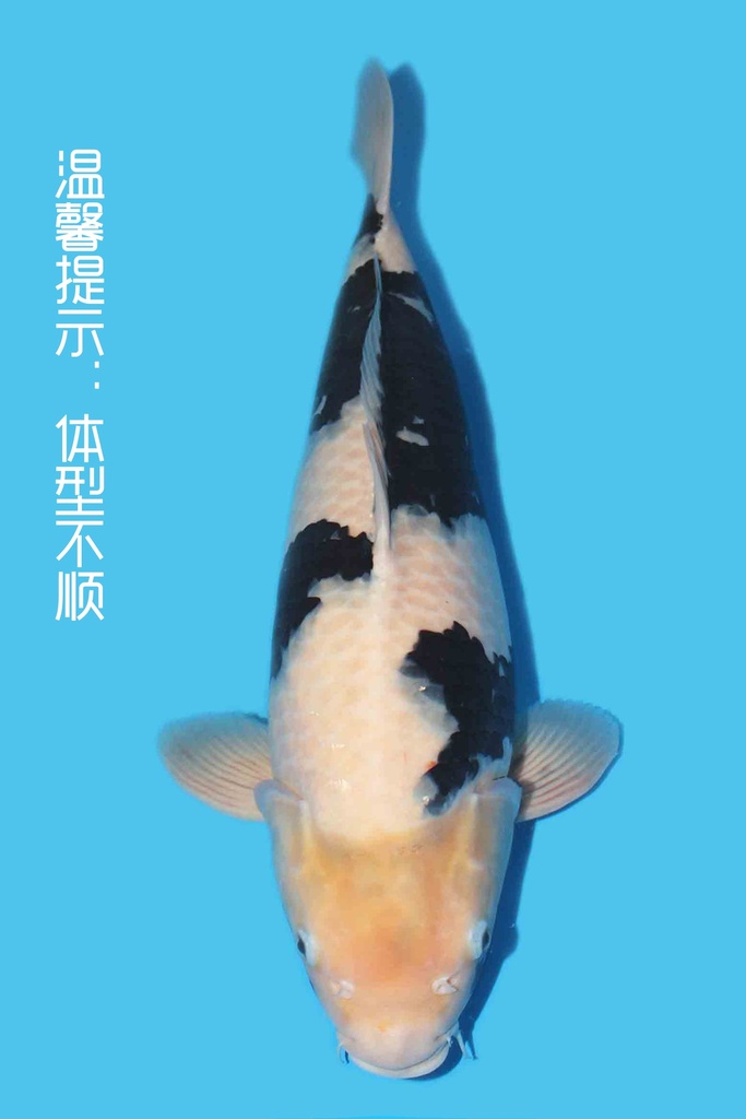 尾形产 白写 三才 62cm 雌性 340050