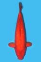 小西产 德系介子鲤 三才 71cm 雌性 340024