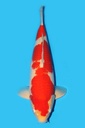 阪井产 红白 四才 66cm 雌性 340025