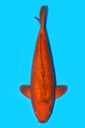 阪井产 黄色魔法茶鲤 三才 61cm 雌性 340026