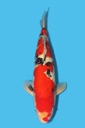 尾形产 大正 三才 58cm 雌性 340027