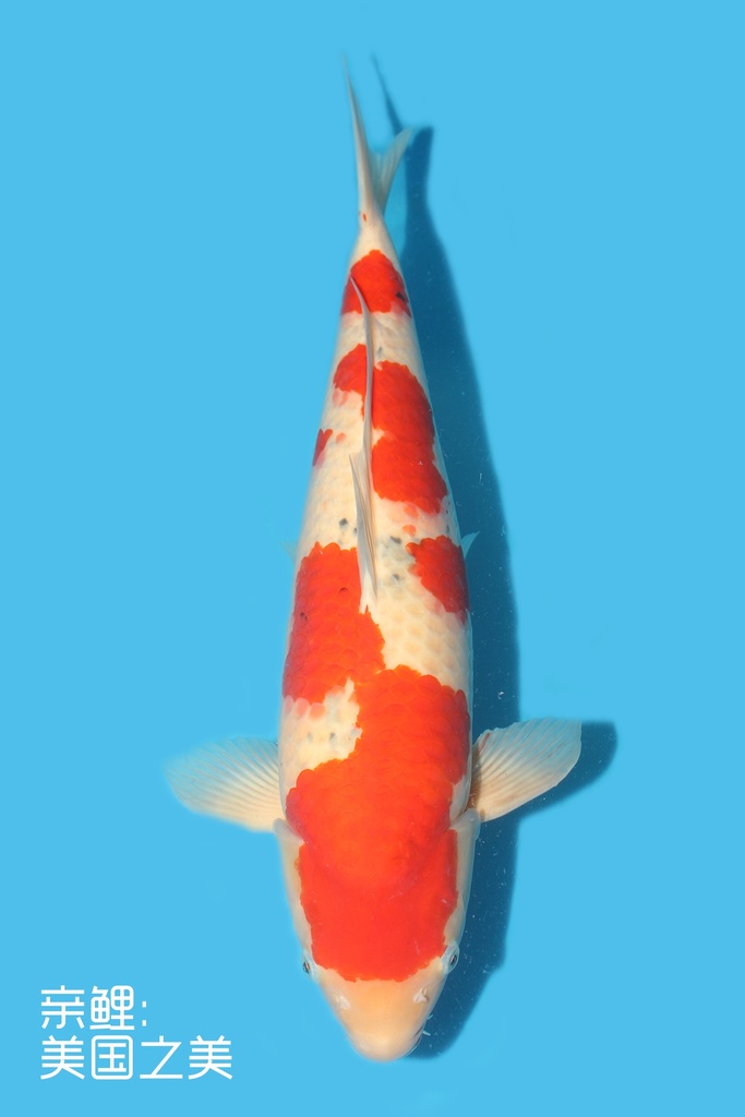 桃太郎产 大正 三才 56cm 雌性 340028