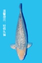 山重产 银鳞浅黄 三才 70cm 雌性 340032