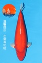 阪井产 超级芒果介子鲤 四才 63cm 雌性 340049