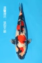 细海产 昭和 二才 53cm 雌性 340033
