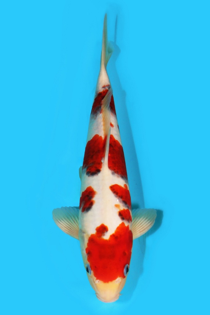 阪诘产 衣 二才 34cm 雄性 340042