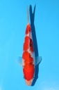 阪井产 大正 当才 18cm 公母不明 340047