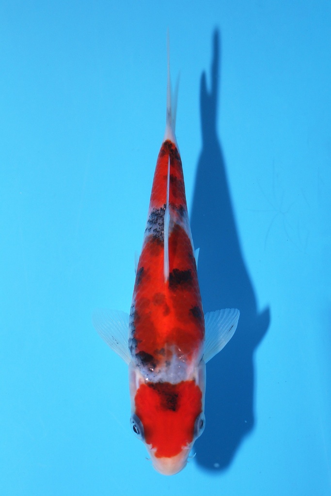 阪井产 大正 当才 18cm 公母不明 340053