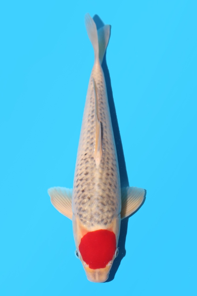 菅野产 丹顶五色 二才 36cm 雄性 340057