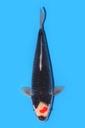 菅野产 丹顶五色 二才 45cm 雌性 340057