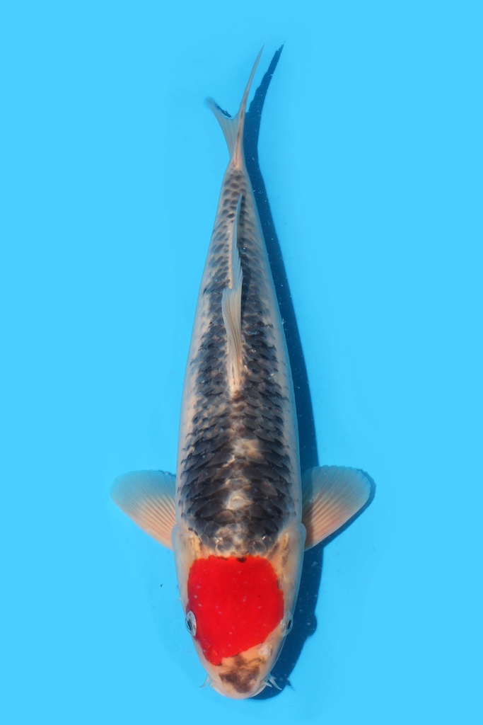 细海产 丹顶五色 二才 43cm 雄性 340060