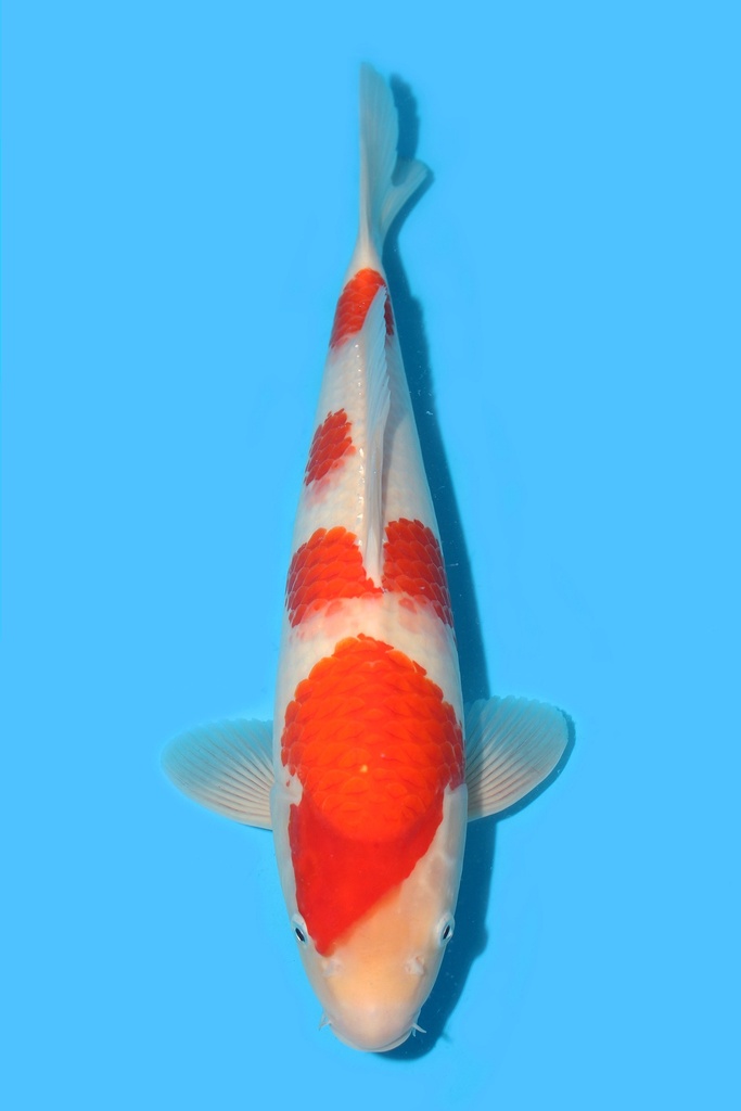 桃太郎产 红白 大当才 41cm 雌性 340062