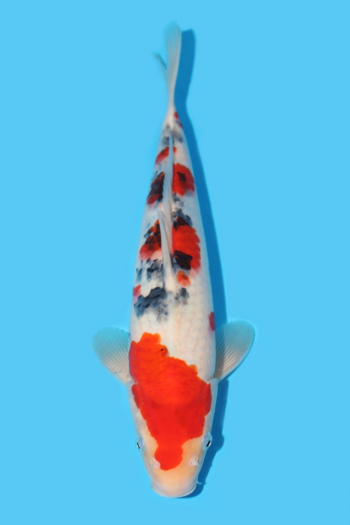 桃太郎产 大正 大当才 33cm 雌性 340064