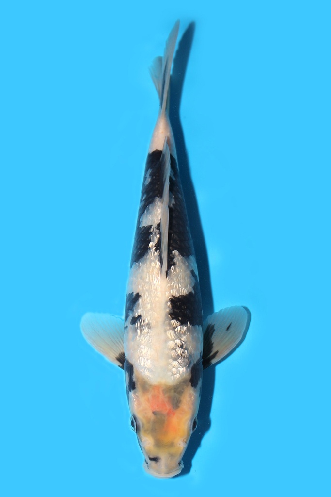 尾形产 银鳞白写 当才27cm 公母不明右 340066