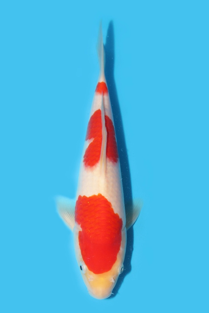 桃太郎产 红白 当才 27cm 公母不明 340067