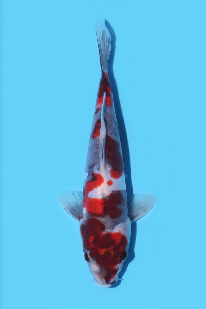 菅野产 德系昭和 当才 19cm 公母不明 340072