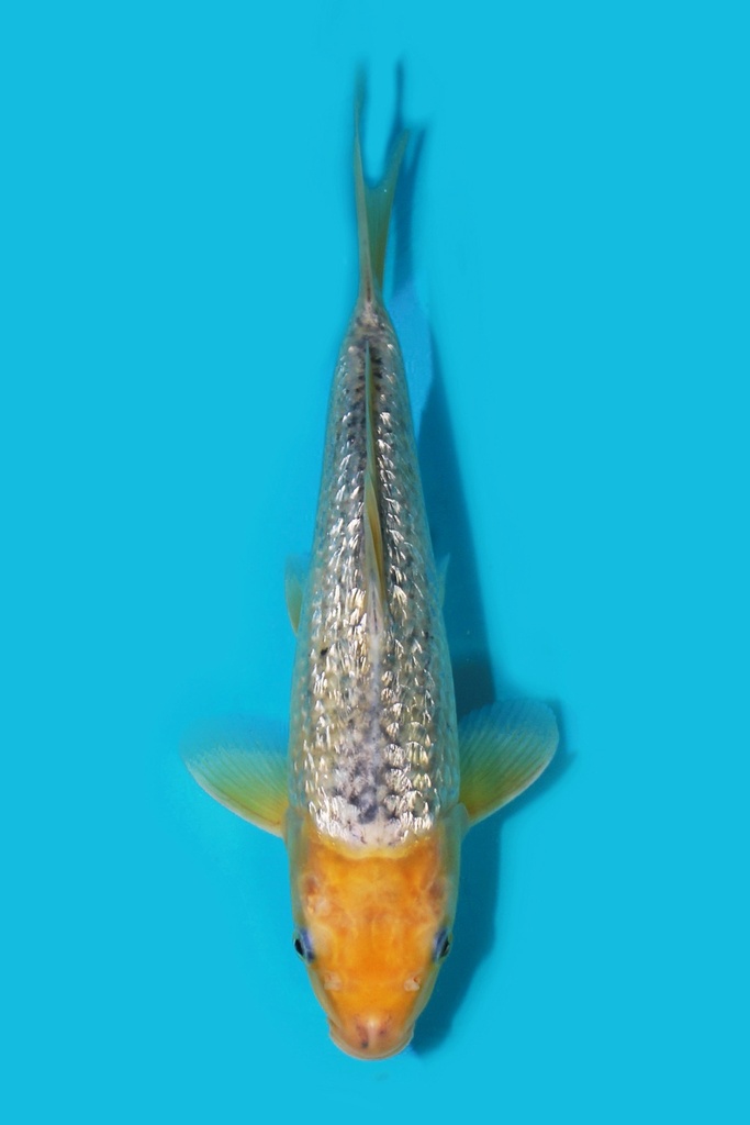 尾形产 银鳞浅黄 当才 28cm 公母不明 340076