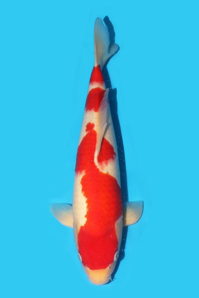 细海产 红白 二才 44cm 雄性 340077