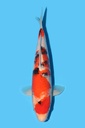 桃太郎产 大正 大当才 36cm 雌性 340080