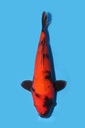 桃太郎产 绯写 当才 32cm 公母不明 340084