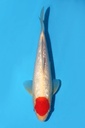 丸重产 银鳞丹顶 二才 28cm 雄性 340086