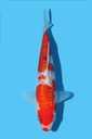 清十郎产 银鳞大正 当才 20cm 公母不明 340090