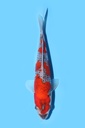 菅野产 五色 当才 19cm 公母不明 340092