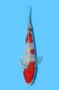 清十郎产 大正 当才 17cm 公母不明 340097